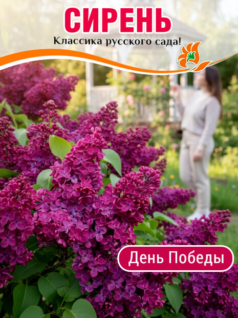 Сирень День Победы (обыкновенная) саженцы 