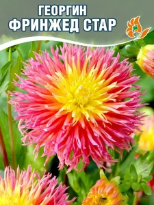 Георгин Фринжед Стар (кактусовидный)