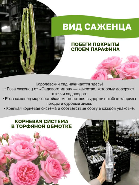 Роза Пападжина/Папагено