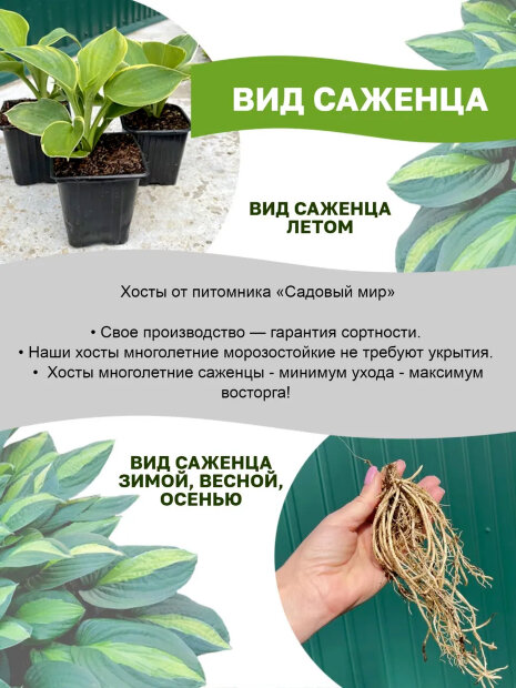 Хоста Роберт Фрост