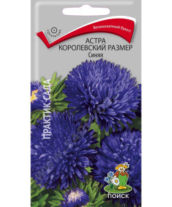 Астра королевский размер Синяя Астра королевский размер Синяя