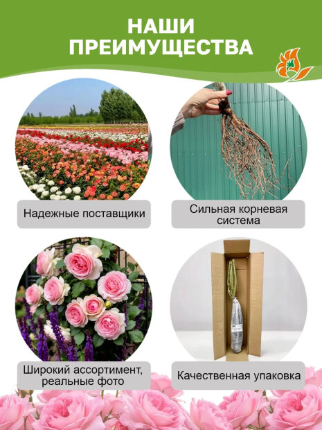 Роза Транквилити 
