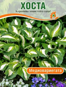 Хоста Медиовариегата (волнистая) Хоста Медиовариегата (волнистая)