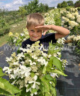 Гортензия Левана (метельчатая) 