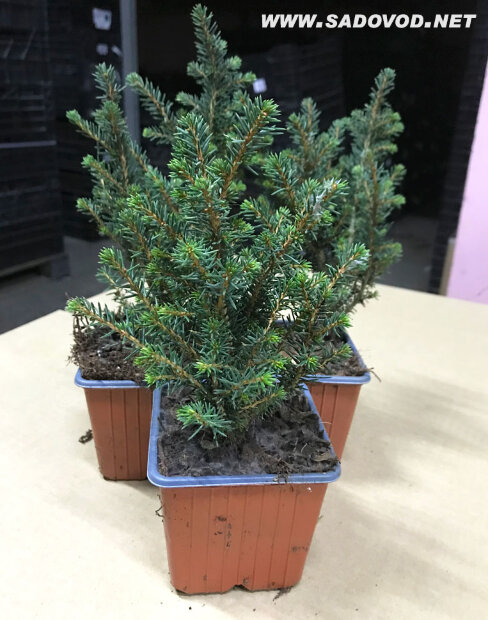 Ель Карел (сербская)