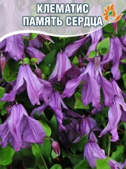 Клематис Память Сердца
