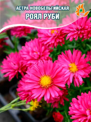 Астра Роял Руби Астра Роял Руби