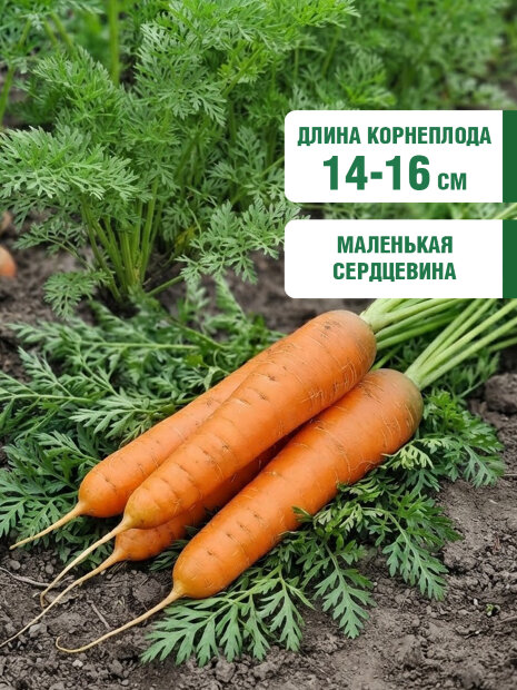 Морковь Нантская 4 семена 