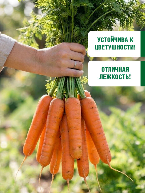 Морковь Нантская 4 семена 