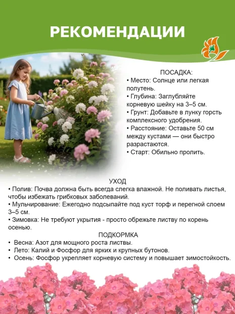Флокс Виринея