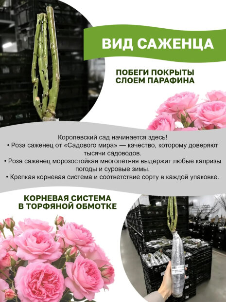 Роза Лувиана 