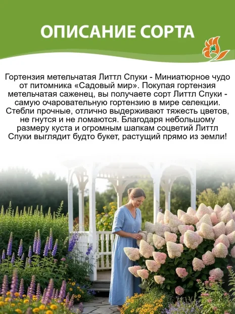 Гортензия Литтл Спуки (метельчатая) саженцы 