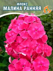 Флокс Малина Ранняя Флокс Малина Ранняя