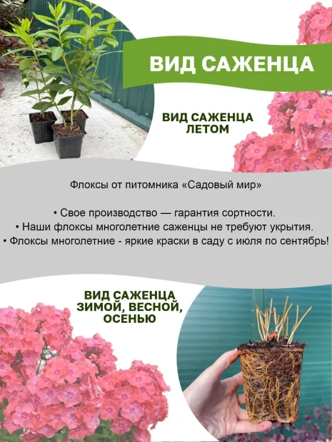 Флокс Малина Ранняя