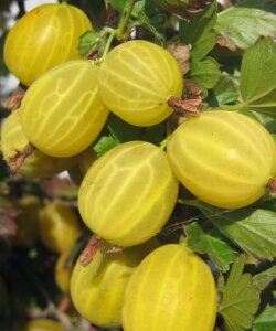 Крыжовник Русский жёлтый (осень) Крыжовник Русский жёлтый (осень)