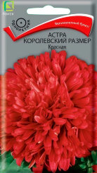 Астра королевский размер Красная