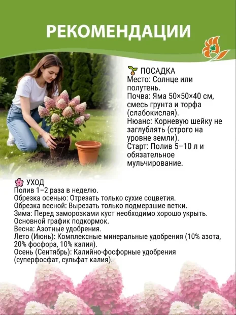 Гортензия Букет Роуз (крупнолистная) саженцы 
