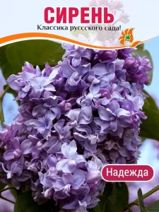 Сирень Надежда (обыкновенная) Сирень Надежда (обыкновенная)