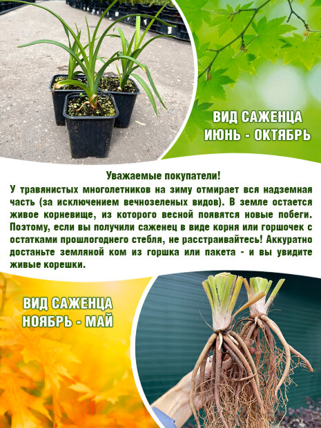 Лилейник Лавендер Блю Бэби