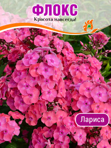 Флокс Лариса