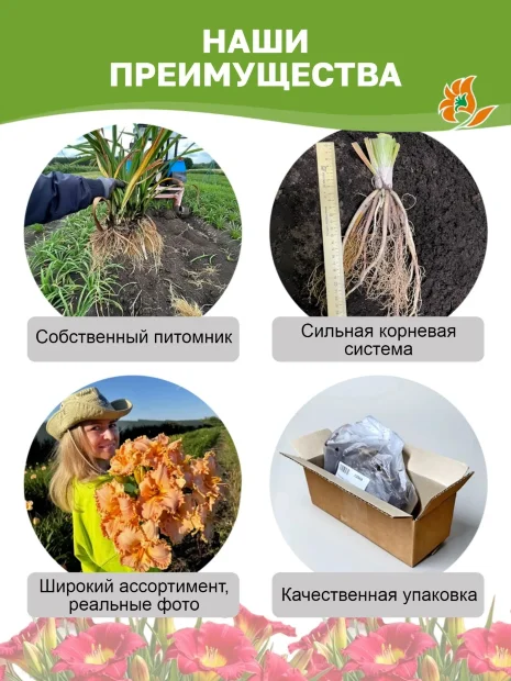 Лилейник Спайдер Эплике