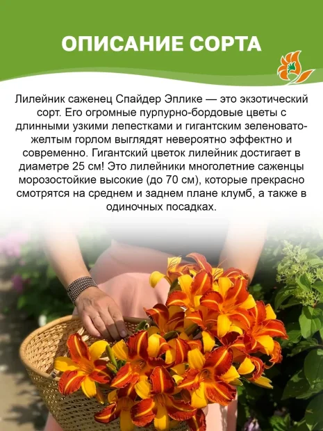Лилейник Спайдер Эплике