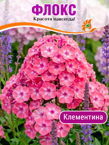 Флокс Клементина