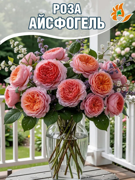 Роза Айсфогель