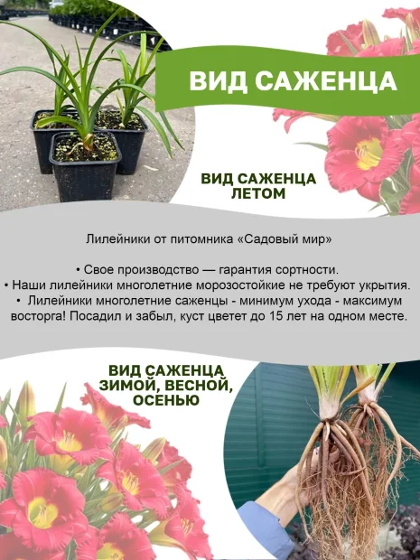 Лилейник Блэк Эрроухэд