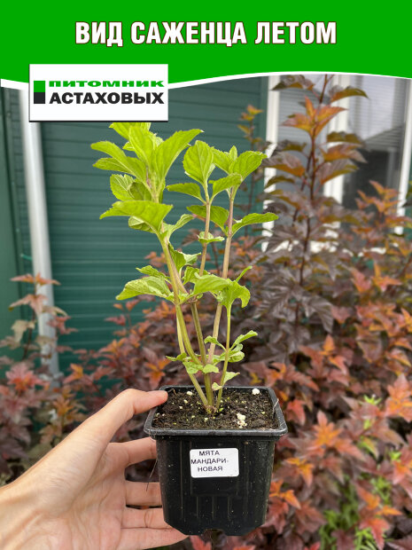Мята Мандариновая