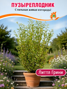 Пузыреплодник Литтл Грини (калинолистный) Пузыреплодник Литтл Грини (калинолистный)