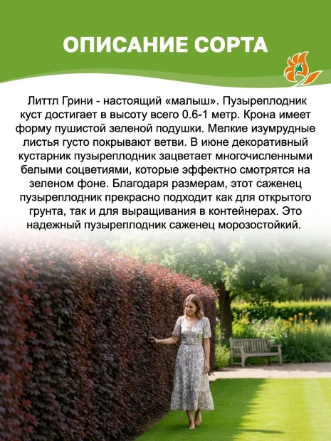 Пузыреплодник Литтл Грини (калинолистный) саженцы 