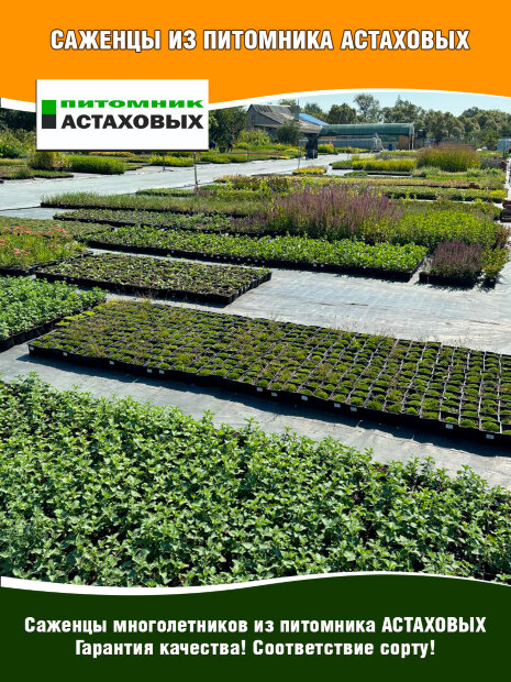 Флокс Скарлет Флейм, шиловидный
