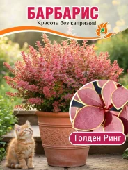 Барбарис Голден Ринг