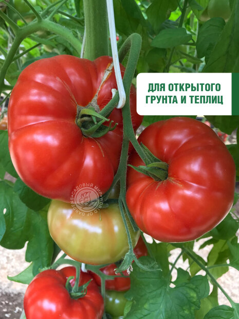Томат Алтайский Богатырь семена 