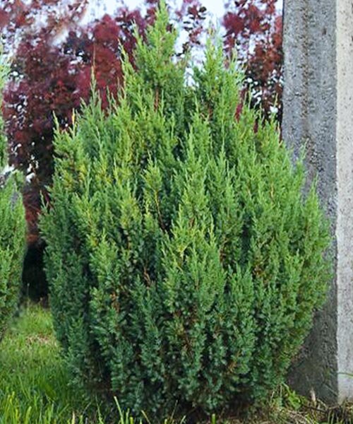 Можжевельник Стрикта (китайский)