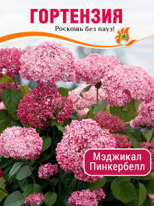 Гортензия Мэджикал Пинкербелл (древовидная) Гортензия Мэджикал Пинкербелл (древовидная)