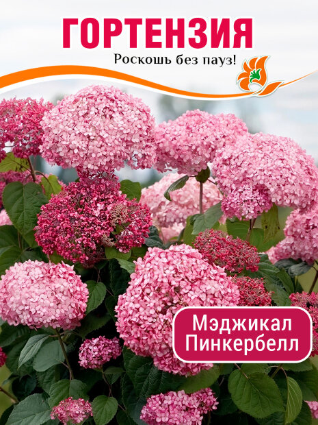 Гортензия Мэджикал Пинкербелл саженцы 