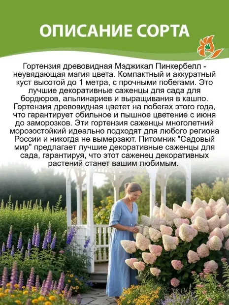 Гортензия Мэджикал Пинкербелл саженцы 