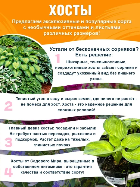 Хоста Белое Перо (Вайт Фезер)