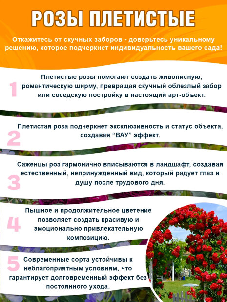 Роза Эрик Таберли