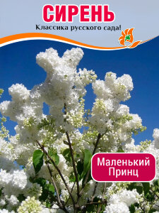 Сирень Маленький Принц (обыкновенная) Сирень Маленький Принц (обыкновенная)