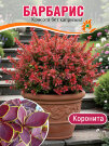 Барбарис Коронита (Тунберга)