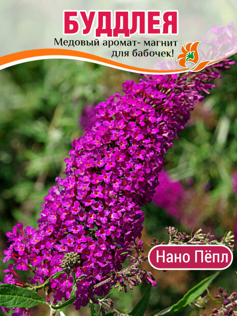Буддлея Нано Пёпл (Давида) саженцы 