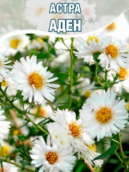 Астра Аден
