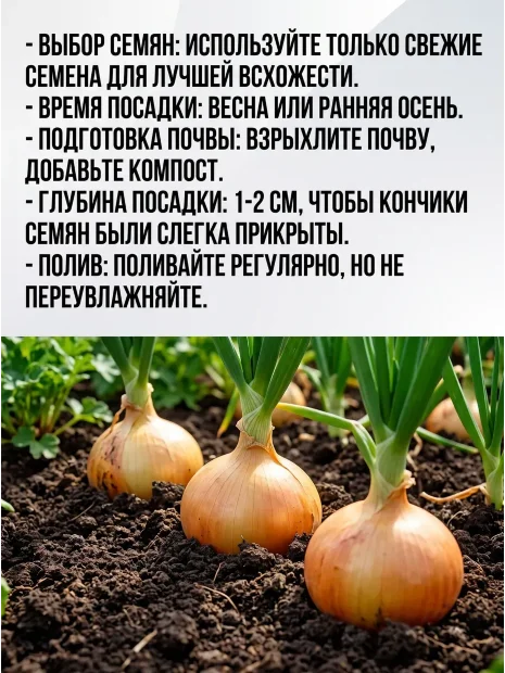 Лук репчатый Сибирский Гигант семена 