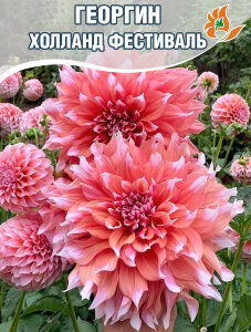 Георгин Холланд Фестиваль (крупноцветковый)