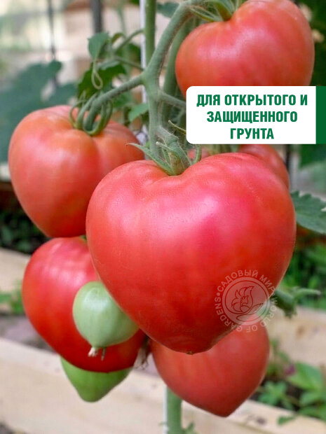 Томат Краса Сибири семена 