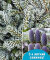 Пихта Зильберлок 