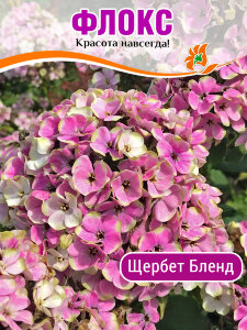 Флокс Щербет Бленд